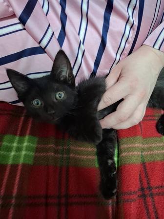Отдам котенка в хорошие руки