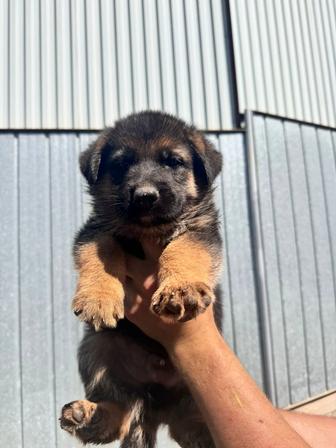 Продам немецкой овчарки