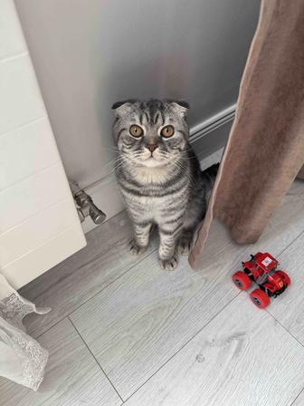 Кот