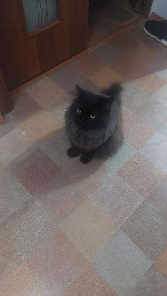 Отдам Кота