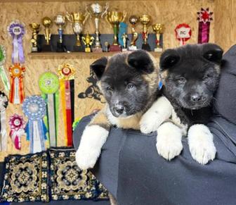 Щенки акиты есть рассрочка