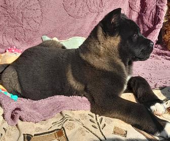 Щенки акиты есть рассрочка