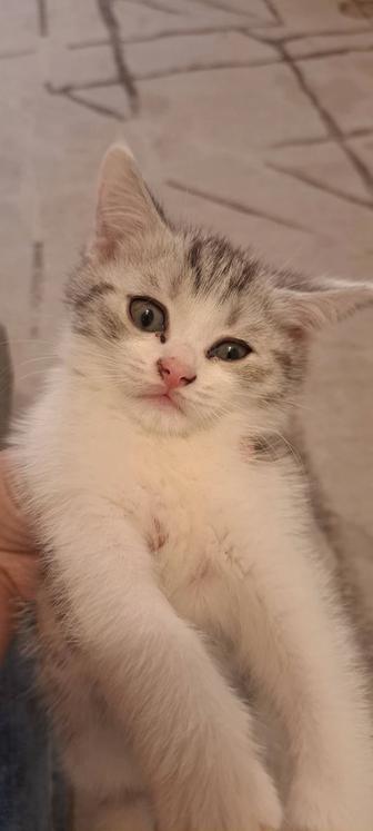 Котят шотландки