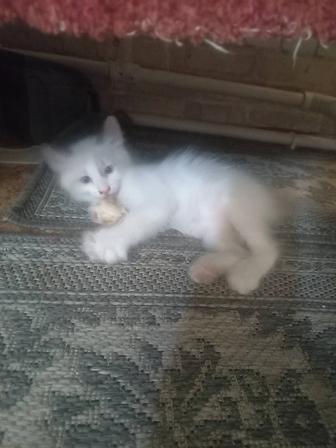 Отдам котят в добрые, надежные руки