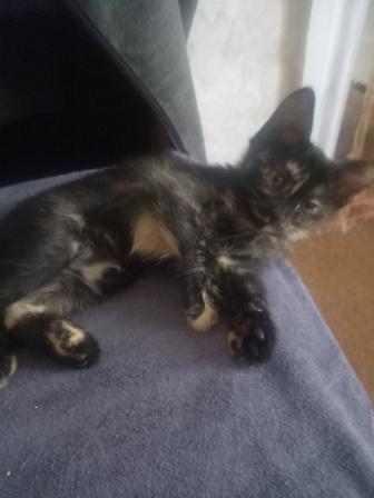 Отдам котят в добрые, надежные руки