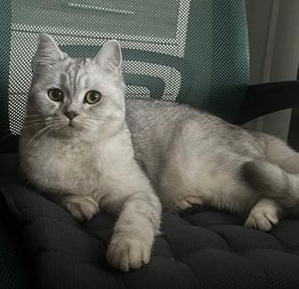 Потерялась кошка на Нурсате