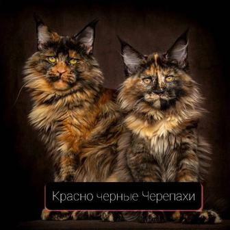 ДВА В ОДНОМ !!! Собака- Кошка ! МЕЙН- КУНЫ