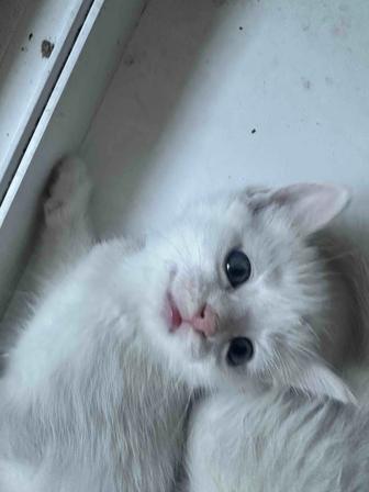 Котята срочно ищет себе дом