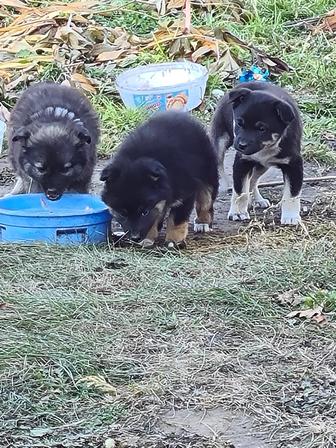 Отдадим щенков в добрые руки