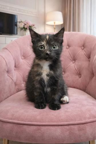 Котенок 2 месяца. Девочка