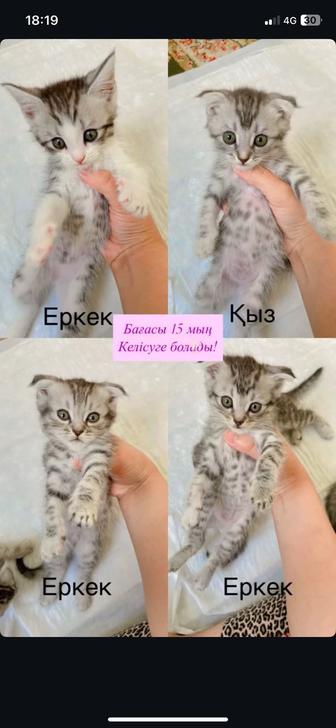 Мысық Марғау Котята