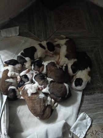 Щенки Масковская сторожевая