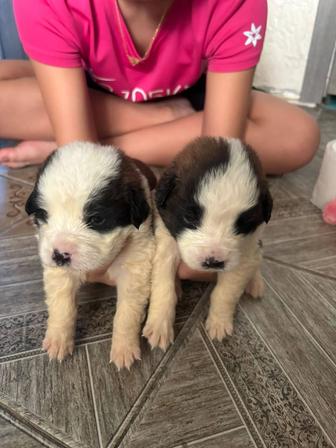 Щенки Масковская сторожевая