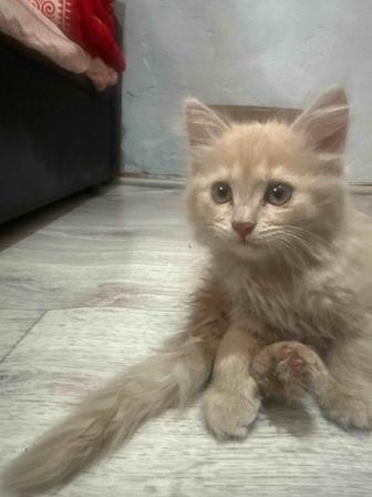 Котята мальчик