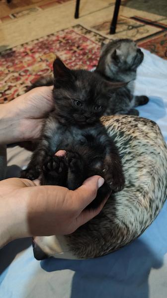 Отдаем котят британской породы.