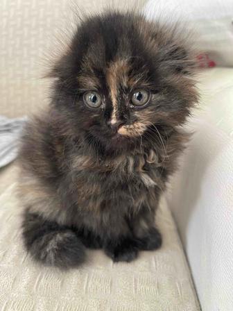 Продаю кошечку девочку шотландская вислоухая .Окрас черепашка.