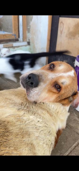 Чистокровный алабай ищет семью с большим сердцем И тяжелой судьбой