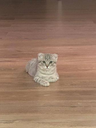 Кошка шотландская вислоухая