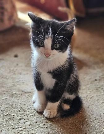 Отдам котенка