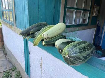 Продаю кабачки