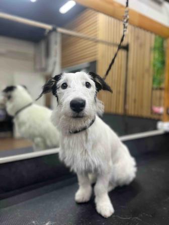 Джек Рассел помесь