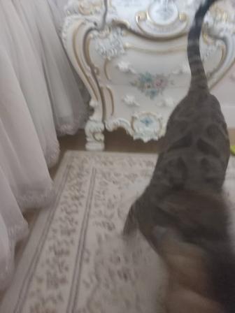 Кот мальчик