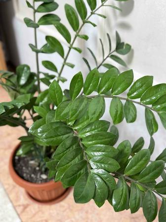 Долларовое дерево