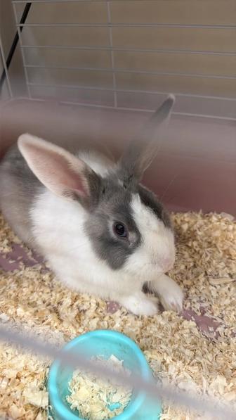 Отдам бесплатно кроликов писать на