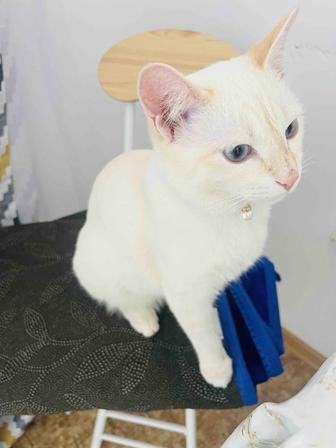 Отдам добрые руки кошка