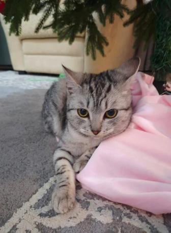 Котенок мальчик Породистый шотландец в добрые руки,ищет дом