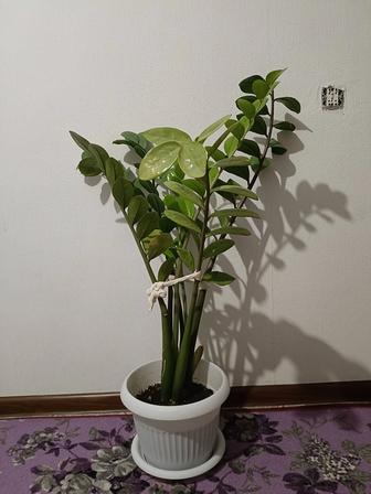 Продам комнатное растение