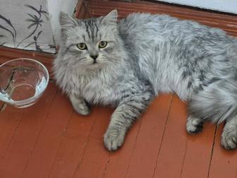 Котик в добрые руки