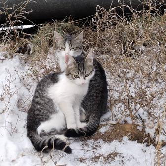 Котята в надёжные руки