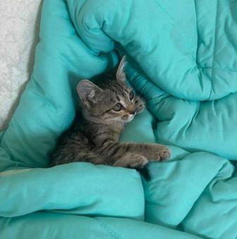 Котенок 1 месяц