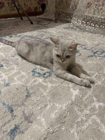 Кошка с котятами