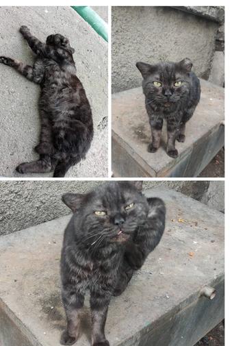 Красивый котик