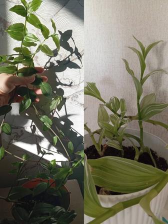 Ухоженные и декоративные цветы для дома, офиса, детских учреждений