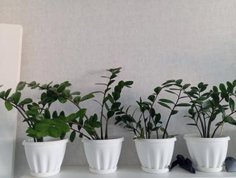 Продам цветы Замиокулькас