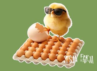 Ломан браун инкубационные яйца несушки лучший выбор фермы