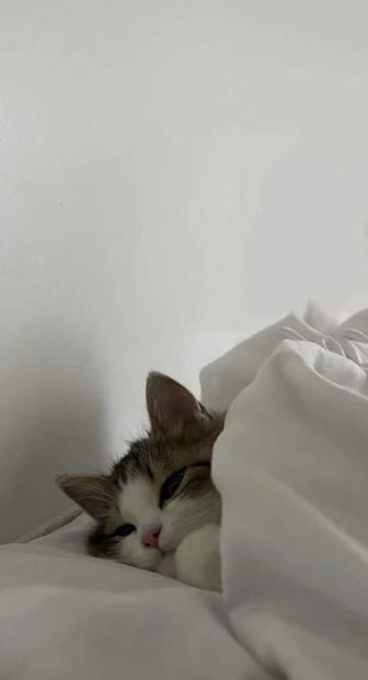 Отдам котенка в хорошие руки! Девочка, 2 месяца