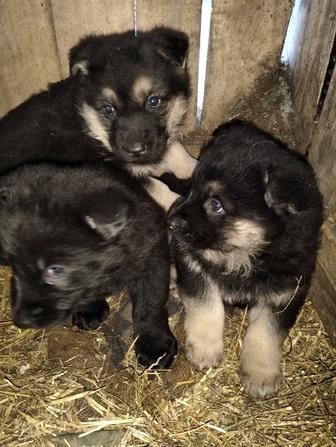 Продам щенят ВЕО!