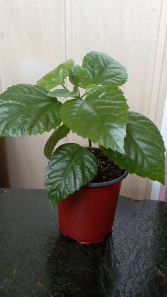 Продам китайскую розу.