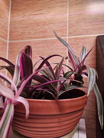 Продам монстеры рафидофора и РЭО розовый