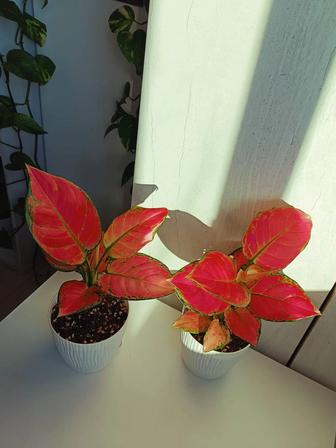 Аглаонема Pink(пересажен)