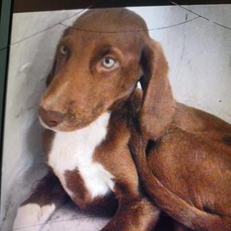 Домашняя собака 6лет Вимерман