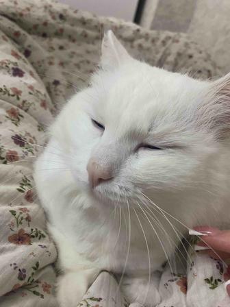 ПРОПАЛ КОТ !!!