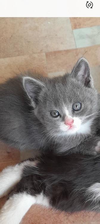 Котенок