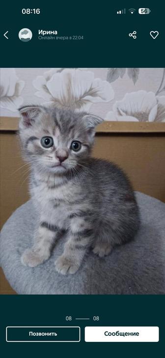 Продам котят