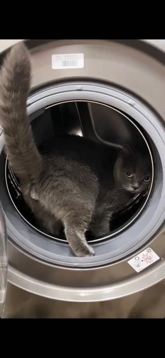 Отдам кота в хорошие руки