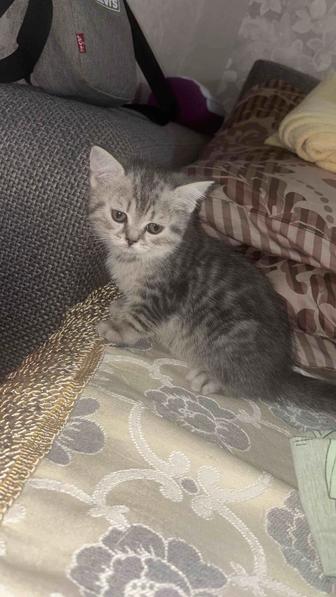 Продам котенка scottish - страйт